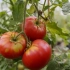 Calendarul de tratare a tomatelor din boli și dăunători